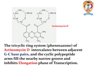 The tricyclic ring system (phenoxazone) of
Actinomycin D intercalates between adjacent
G-C base pairs, and the cyclic polypeptide
arms fill the nearby narrow groove and
inhibits Elongation phase of Transcription.
Actinomycin D
 