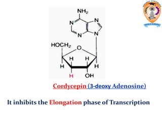 It inhibits the Elongation phase of Transcription
Cordycepin (3-deoxy Adenosine)
 