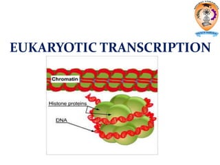 EUKARYOTIC TRANSCRIPTION
 