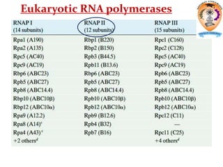 Eukaryotic RNA polymerases
 