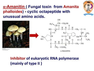 α-Amanitin ( Fungal toxin from Amanita
phalloides) - cyclic octapeptide with
unussual amino acids.
Inhibitor of eukaryotic RNA polymerase
(mainly of type II )
 