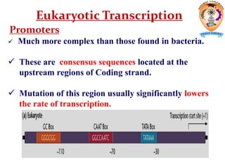 Eukaryotic Transcription
Promoters
 Much more complex than those found in bacteria.
 These are consensus sequences located at the
upstream regions of Coding strand.
 Mutation of this region usually significantly lowers
the rate of transcription.
 