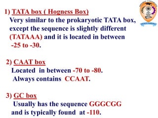 1) TATA box ( Hogness Box)
Very similar to the prokaryotic TATA box,
except the sequence is slightly different
(TATAAA) and it is located in between
-25 to -30.
2) CAAT box
Located in between -70 to -80.
Always contains CCAAT.
3) GC box
Usually has the sequence GGGCGG
and is typically found at -110.
 