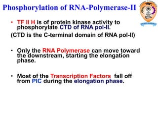• TF II H is of protein kinase activity to
phosphorylate CTD of RNA pol-II.
(CTD is the C-terminal domain of RNA pol-II)
• Only the RNA Polymerase can move toward
the downstream, starting the elongation
phase.
• Most of the Transcription Factors fall off
from PIC during the elongation phase.
Phosphorylation of RNA-Polymerase-II
 