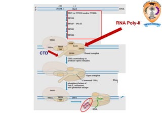 RNA Poly-II
CTD
 