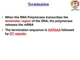 • When the RNA Polymerase transcribes the
terminator region of the DNA, the polymerase
releases the mRNA
• The termination sequence is AATAAA followed
by GT repeats.
Termination
 