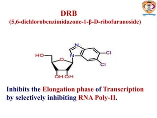 DRB
(5,6-dichlorobenzimidazone-1-β-D-ribofuranoside)
Inhibits the Elongation phase of Transcription
by selectively inhibiting RNA Poly-II.
 