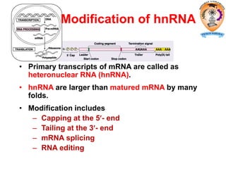 • Primary transcripts of mRNA are called as
heteronuclear RNA (hnRNA).
• hnRNA are larger than matured mRNA by many
folds.
• Modification includes
– Capping at the 5- end
– Tailing at the 3- end
– mRNA splicing
– RNA editing
Modification of hnRNA
 