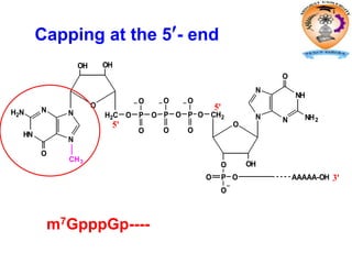 CH3
O
O OH
CH2
PO
O
O
N
NH
N
N
O
NH2
AAAAA-OH
O
Pi
5'
3'
O
OHOH
H2C
N
HN
N
N
O
H2N O P
O
O
O P
O
O
O P
O
O
5'
Capping at the 5- end
m7GpppGp----
 