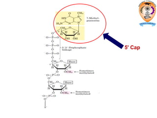 5' Cap
 