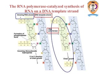 The RNA polymerase-catalyzed synthesis of
RNA on a DNA template strand
 