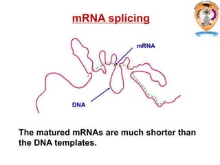 The matured mRNAs are much shorter than
the DNA templates.
DNA
mRNA
mRNA splicing
 