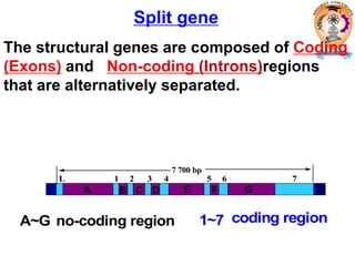 A~G no-coding region 1~7 coding region
L 1 2 3 4 5 6 7
7 700 bp
The structural genes are composed of Coding
(Exons) and Non-coding (Introns)regions
that are alternatively separated.
Split gene
EA B C D F G
 