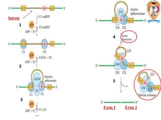1
2
3
4
5
Exon 1 Exon 2
Intron
 