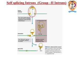 Self splicing Introns (Group –II Introns)
 