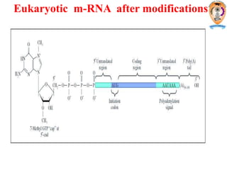 Eukaryotic m-RNA after modifications
 