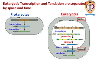 Prokaryotes Eukaryotes
exons introns
nucleus
cytosol
translation
translation
transcription
DNA
transcription
nuclear export
splicing
pre-mRNA
mRNA
processing
Eukaryotic Transcription and Tanslation are separated
by space and time
 