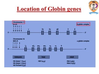 Location of Globin genes
 