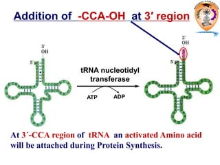 tRNA nucleotidyl
transferase
ATP ADP
Addition of -CCA-OH at 3′ region
At 3´-CCA region of tRNA an activated Amino acid
will be attached during Protein Synthesis.
 