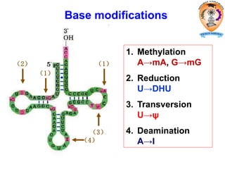 Base modifications
（1）
（1）
（3）
（2）
（4）
1. Methylation
A→mA, G→mG
2. Reduction
U→DHU
3. Transversion
U→ψ
4. Deamination
A→I
 