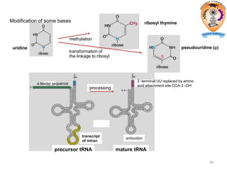 98
methylation
uridine
ribosyl thymine
5
pseudouridine ()
transformation of
the linkage to ribosyl
Modification of some bases
processing
transcript
of intron
mature tRNAprecursor tRNA
anticodon
a leader sequence
3´-terminal UU replaced by amino
acid attachment site CCA-3´-OH
 