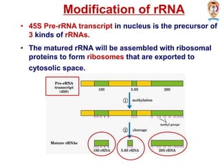 Modification of rRNA
• 45S Pre-rRNA transcript in nucleus is the precursor of
3 kinds of rRNAs.
• The matured rRNA will be assembled with ribosomal
proteins to form ribosomes that are exported to
cytosolic space.
 