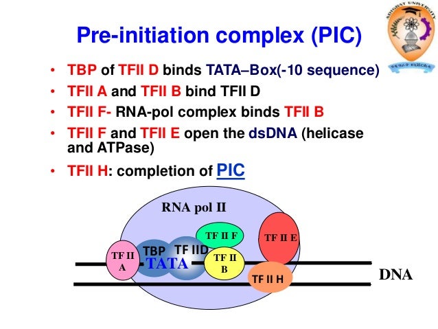 transcription rna pol ii promoters which of the following form the preinitiation complex pic