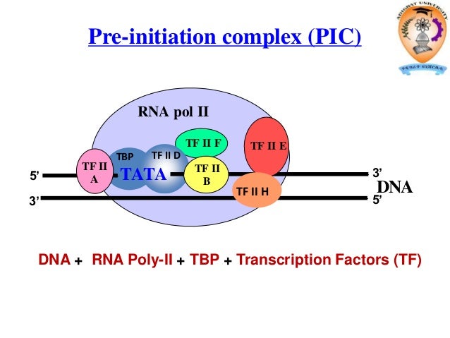 transcription rna pol ii promoters which of the following form the preinitiation complex pic