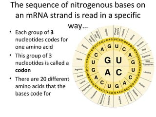 The sequence of nitrogenous bases on
an mRNA strand is read in a specific
way…
• Each group of 3
nucleotides codes for
one amino acid
• This group of 3
nucleotides is called a
codon
• There are 20 different
amino acids that the
bases code for
 
