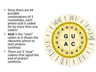 • Since there are 64
possible
combinations of 3
nucleotides, each
amino acid is coded
for by more than one
codon!
• AUG is the “start”
codon as it shows the
ribosome where to
start protein
synthesis
• There are 3 “stop”
codons that signal the
end of protein
synthesis.
 