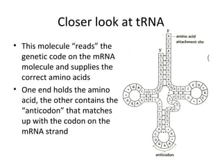 Closer look at tRNA
• This molecule “reads” the
genetic code on the mRNA
molecule and supplies the
correct amino acids
• One end holds the amino
acid, the other contains the
“anticodon” that matches
up with the codon on the
mRNA strand
 