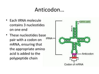 Anticodon…
• Each tRNA molecule
contains 3 nucleotides
on one end
• These nucleotides base
pair with a codon on
mRNA, ensuring that
the appropriate amino
acid is added to the
polypeptide chain
 