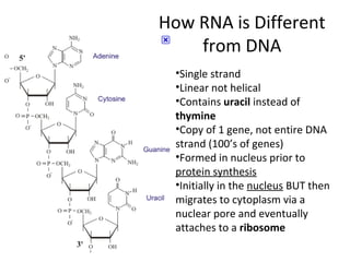 How RNA is Different
from DNA
•Single strand
•Linear not helical
•Contains uracil instead of
thymine
•Copy of 1 gene, not entire DNA
strand (100’s of genes)
•Formed in nucleus prior to
protein synthesis
•Initially in the nucleus BUT then
migrates to cytoplasm via a
nuclear pore and eventually
attaches to a ribosome
 