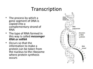 Transcription
• The process by which a
gene segment of DNA is
copied into a
complementary strand of
RNA
• The type of RNA formed in
this way is called messenger
RNA or mRNA
• Occurs so that the
information to make a
protein can be taken from
the nucleus to the ribosome
where protein synthesis
occurs
 