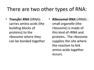 There are two other types of RNA:
• Transfer RNA (tRNA):
carries amino acids (the
building blocks of
proteins) to the
ribosome where they
can be bonded together
• Ribosomal RNA (rRNA) :
small organelle (the
ribosome) is made of
this kind of rRNA and
proteins. The ribosome
supplies the site where
the reaction to link
amino acids together
occurs.
 