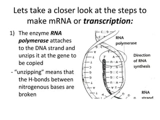 Lets take a closer look at the steps to
make mRNA or transcription:
1) The enzyme RNA
polymerase attaches
to the DNA strand and
unzips it at the gene to
be copied
- “unzipping” means that
the H-bonds between
nitrogenous bases are
broken
 