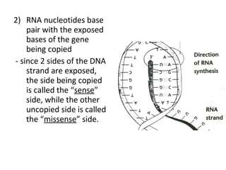 2) RNA nucleotides base
pair with the exposed
bases of the gene
being copied
- since 2 sides of the DNA
strand are exposed,
the side being copied
is called the “sense”
side, while the other
uncopied side is called
the “missense” side.
 