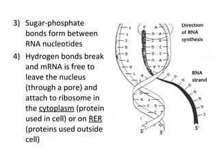 3) Sugar-phosphate
bonds form between
RNA nucleotides
4) Hydrogen bonds break
and mRNA is free to
leave the nucleus
(through a pore) and
attach to ribosome in
the cytoplasm (protein
used in cell) or on RER
(proteins used outside
cell)
 