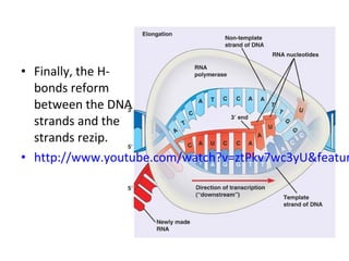 • Finally, the H-
bonds reform
between the DNA
strands and the
strands rezip.
• http://www.youtube.com/watch?v=ztPkv7wc3yU&featur
 