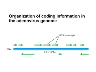 Organization of coding information in
the adenovirus genome
 