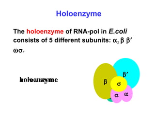 core enzymeholoenzyme
Holoenzyme
The holoenzyme of RNA-pol in E.coli
consists of 5 different subunits: α2 β β′
ωσ.
ω
β′
β
αα
σ
 