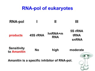 RNA-pol I II III
products 45S rRNA
hnRNA+m
RNA
5S rRNA
tRNA
snRNA
Sensitivity
to Amanitin
No high moderate
RNA-pol of eukaryotes
Amanitin is a specific inhibitor of RNA-pol.
 