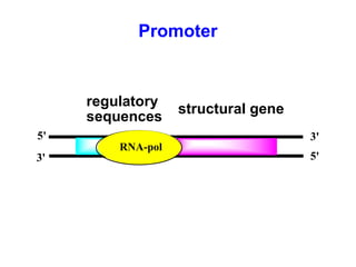5'
3'
3'
5'
regulatory
sequences
structural gene
promotorRNA-pol
Promoter
 