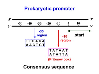 5'
3'
3'
5'
-50 -40 -30 -20 -10 1 10
start-10
region
T A T A A T
A T A T T A
(Pribnow box)
-35
region
T T G A C A
A A C T G T
Prokaryotic promoter
Consensus sequence
 