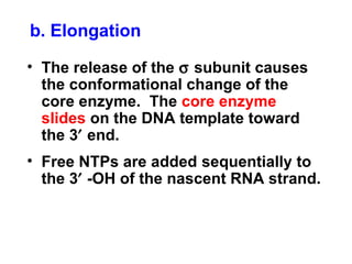 b. Elongation
• The release of the σ subunit causes
the conformational change of the
core enzyme. The core enzyme
slides on the DNA template toward
the 3′ end.
• Free NTPs are added sequentially to
the 3′ -OH of the nascent RNA strand.
 