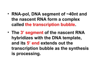 • RNA-pol, DNA segment of ~40nt and
the nascent RNA form a complex
called the transcription bubble.
• The 3′ segment of the nascent RNA
hybridizes with the DNA template,
and its 5′ end extends out the
transcription bubble as the synthesis
is processing.
 