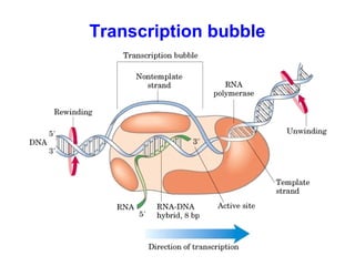 Transcription bubble
 