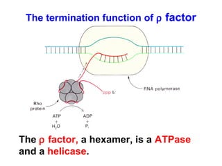 The termination function of ρ factor
The ρ factor, a hexamer, is a ATPase
and a helicase.
 