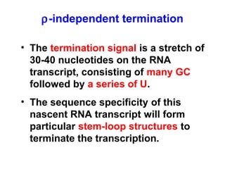 ρ-independent termination
• The termination signal is a stretch of
30-40 nucleotides on the RNA
transcript, consisting of many GC
followed by a series of U.
• The sequence specificity of this
nascent RNA transcript will form
particular stem-loop structures to
terminate the transcription.
 