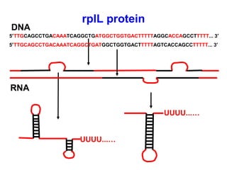 RNA
5′TTGCAGCCTGACAAATCAGGCTGATGGCTGGTGACTTTTTAGGCACCAGCCTTTTT... 3′
DNA
UUUU...…
rplL protein
UUUU...…
5′TTGCAGCCTGACAAATCAGGCTGATGGCTGGTGACTTTTTAGTCACCAGCCTTTTT... 3′
 
